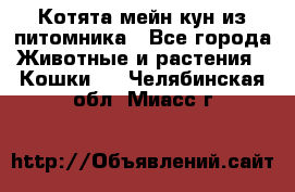 Котята мейн-кун из питомника - Все города Животные и растения » Кошки   . Челябинская обл.,Миасс г.